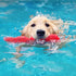 Nylabone Springa Interactive Dog Toy, Lightweight Flexible Floatable Tug Toy for Creative Play