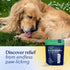 Immune (30 Honest Paws Probiotics for Dogs - Digestive & Support Powder with Prebiotic Made in The USA, Chicken Flavor