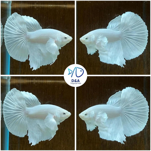 Fish-1 D&A Tropical Live Male Halfmoon Betta Live Fish- Live Betta Fish for Pond, Fish Tank or Aquarium, Live Fish