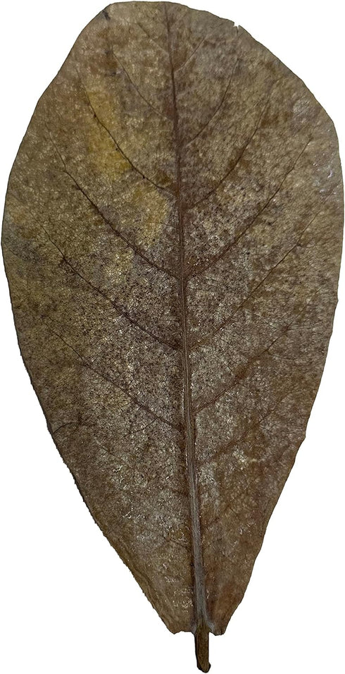 30 Awesome Aquatic Betta & Shrimp Leaves 4"-6" Premium Catappa Indian Almond Leaves for Natural Habitat