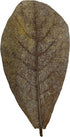 30 Awesome Aquatic Betta & Shrimp Leaves 4"-6" Premium Catappa Indian Almond Leaves for Natural Habitat