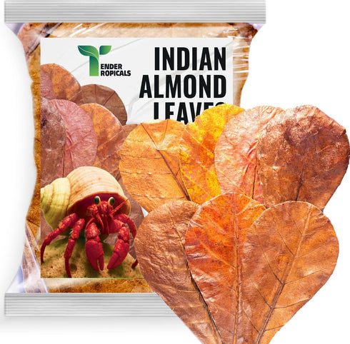 Hermit Crab Tank Accessories Indian Almond Leaves 6 Inch Pack of 10