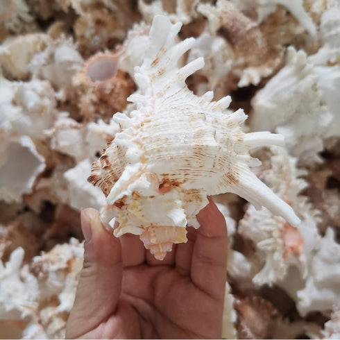 4 Pack 4-5 inches Conch Shells for Unique Succulent Pot, Betta Fish Tank Decorations, and Beach Theme Party