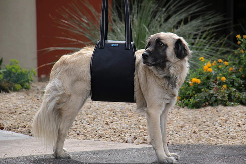 Max and Neo Dog Lift Support Harness for Dogs with Weak Rear Legs - Medium, Black