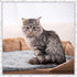 12 Pieces Pet Blanket, Soft Fleece Dog Fluffy Warm Felt Throw with Cute Paw Print for Puppy Kitten Sleep Mat (Gray, 23