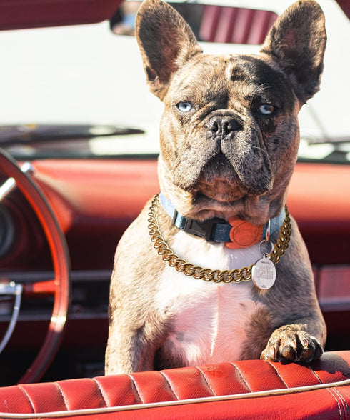 Gold Chain Dog Collar, 15mm Cute Pet Necklace for Bulldog, Light Metal Puppy Jewelry 20" Chain Costume