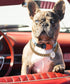 Gold Chain Dog Collar, 15mm Cute Pet Necklace for Bulldog, Light Metal Puppy Jewelry 20" Chain Costume
