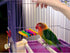 SunGrow Parrot Cage Hammock Swing, Colorful Wooden Swing with Metal Chain, 1 Pack