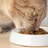 CatGuru Whisker Friendly Cat Bowls, Non Slip Pet Feeding Bowls for Indoor Cats, Shallow Kitten Dish (Marshmallow)