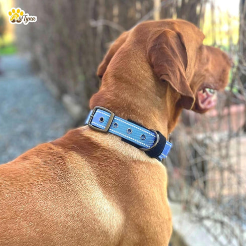 ADITYNA Ultra Comfortable Soft Neoprene Padded Dog Collar for Extra-Small Dogs