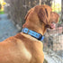 ADITYNA Ultra Comfortable Soft Neoprene Padded Dog Collar for Extra-Small Dogs
