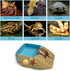 Gxsdj Turtle,Gecko,Lizard,Frog,8.76.72.2 Hermit Crab Water Bowl with Climbing Ramp,Hermit Crab Water Pool,Beach Style