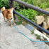 Anti-Choke Long Training Lead - 12FT / 20FT, 3/8" Thick Slip Lead Rope Leash for Medium Large Dogs with Comfortable