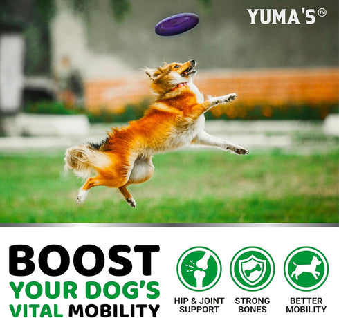 240 Glucosamine for Dogs - Chews - Hip and Joint Supplement for Dogs - Advanced Glucosamine Chondroitin Treats with MSM