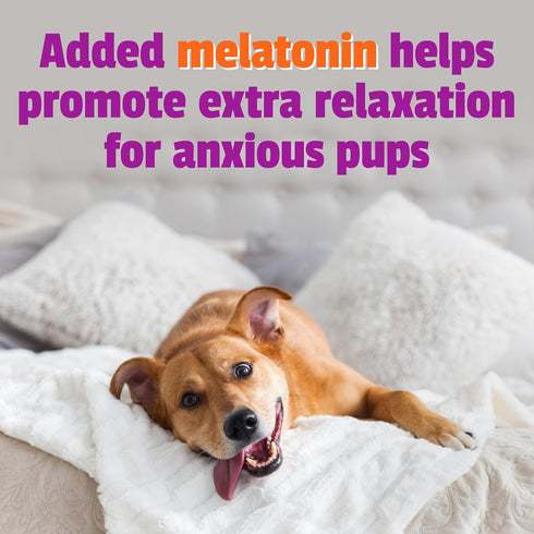 Pet Naturals BusyButter Extra Strength Calming Peanut Butter with Melatonin for Dogs - Great for Treats and Training