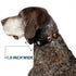 Buckle-Down Plastic Clip Collar - Dug 3-Poses/SQUIRREL! Brown/Yellow/White, 1" Wide, Fits 11-17" Neck, Medium