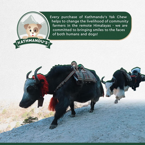 KATHMANDU'S Authentic Himalayan Cheese Dog Chews for Small Dogs, Pack of 15, Improved Dental Hygiene & Protein-Rich