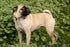 Dog Collar for Small Medium & Large Dogs - Designer Patterns on Adjustable, Strong and Durable Floral Collar
