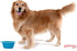 Prima Pet Expandable Collapsible Silicone Food & Water Travel Bowl for Medium & Large Dog, 5 Cups