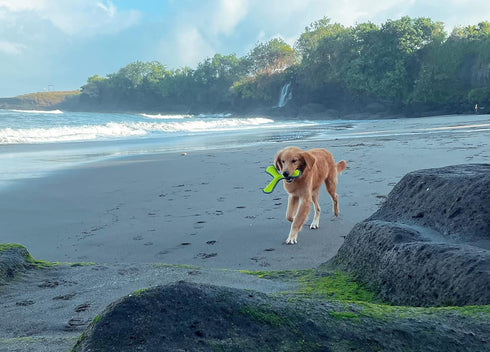 SuperChewy Tough Floating Dog Water Toy | Strong Natural Rubber Fetch Toy for Pool Swimming | Durable Training Toys for