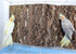 2 Pack 12 8 Inch 100% x Natural Cork Perch, Bird Cork Seat Boards, Birdcage Bark Decor Accessories for Birds Parakeets