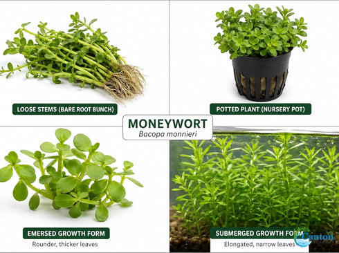 2-Inch Bacopa Monnieri Freshwater Aquarium Plant in Pot