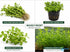 2-Inch Bacopa Monnieri Freshwater Aquarium Plant in Pot