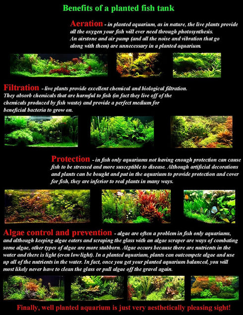 Aquatic Discounts 3 BUY2GET1FREE! Different Types of Beginner/Super Easy Live Aquarium Plants - Bacopa + Hornwort +