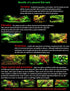 Aquatic Discounts 3 BUY2GET1FREE! Different Types of Beginner/Super Easy Live Aquarium Plants - Bacopa + Hornwort +