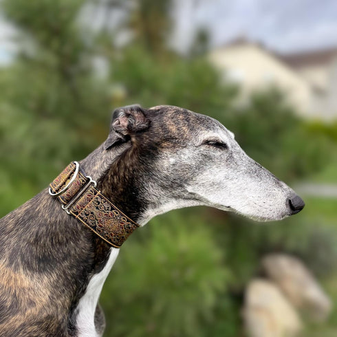 Martingale Dog Collar and Leash Set 2" Wide for Greyhound Saluki Whippet and Similar Breeds (L 14-18)