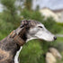 Martingale Dog Collar and Leash Set 2" Wide for Greyhound Saluki Whippet and Similar Breeds (L 14-18)