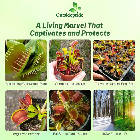10 Outsidepride Venus Flytrap Seeds - Pcs Perennial, Unique & Carnivorous, Indoor Plant Seeds for House Plants, Easy