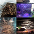 Cork Terrarium Background 15.7x11.8in Natural Cork Large Bark Backdrop for Reptile Habitat Decor (2 PCS)