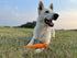 High Visibility Dog Stick Toy for Fetch - Natural Rubber, Teething Relief for Large, Medium, and Small Breeds (Medium,
