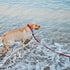 9m Dark Red Heavy Duty Training Dog Leash with Anti-Slip Handle, Waterproof for Outdoor Activities