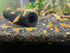 (10 (+1)) Orange Sunkist Shrimps Live Freshwater Shrimp Aquarium Neocaridina Inverts RCS Orange Shrimp Shrimps