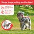 Beaphar Gentle Leader Head Collar for Small Dogs - Stops Pulling on the Lead, Training Aid with Immediate Effect (Red x
