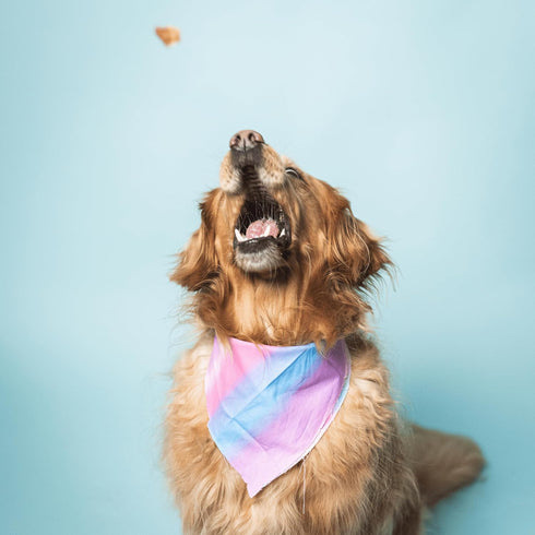 5 Oz Bundle x Joy Ride & Vibe Salmon Jerky for Dogs - Bag, Natural Superfood - Corn, Poultry, Soy & Grain Free Salmon