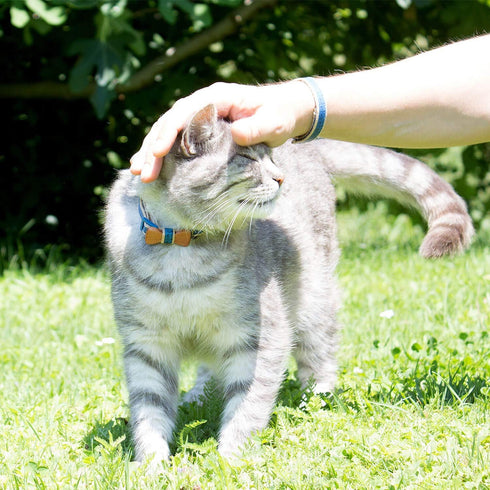 Pettsie Adjustable Breakaway Cat Collar with Bow Tie & Matching Bracelet - 8-11 Inches, Blue