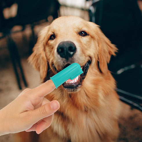 H&H Pets Dog Finger Toothbrushes, Professional Pet Finger Dental Brush Set for Dogs, Soft Bristles, Size Small, 4 Count