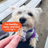 8 oz Buddy Biscuits Box of Teeny Crunchy Dog Treats Made with Natural Peanut Butter