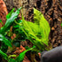 (Bolbitis SubstrateSource Live Plants - El Nio Fern heteroclita) - Midground to Background Epiphytic Rhizome for Low