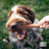 Hank & Roy Bully Sticks, 12" - 4 Pack, All-Natural Chews for Large Breed Dogs and Aggressive Chewers