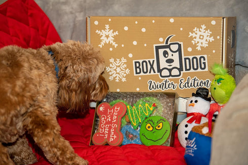 BoxDog Christmas Cookies for Dogs - Handmade Holiday Cookie Gift, Christmas Treats You Can Eat with Your Dog!