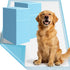 Large Puppy Pee Pads for Dogs 31" x 36" 60 Count, 6-Layer