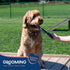 Good Scout Carbon Steel Fine-Tooth Pet Hair Comb - Best Deshedding Tool for Dogs & Cats, Gentle & Effective Grooming