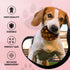 Dog Diggin Designs Runway Pup Collection - Unique Squeaky Parody Plush Dog Toys, Prêt-à-Porter Dog Bones, Balls & More