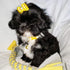 PET SHOW 50pcs Small Dog Hair Bows with Rubber Bands for Grooming Costumes