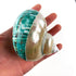 Heyiwell Large Polished Jade Top Turbo Seashells&Hermit Crab Shells 3.5"~4.5" Inch