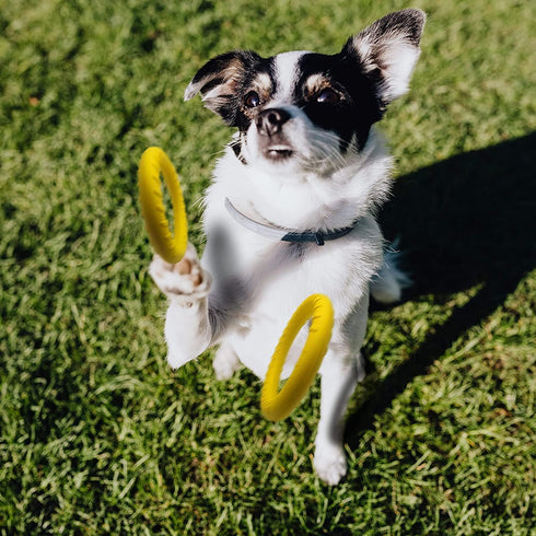 Dog Flying Disc, Indestructible Floating Ring Toys for Small Chewers, Durable Outdoor & Indoor Puppy Toy